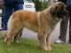 Leonberger - 2ročná fenka